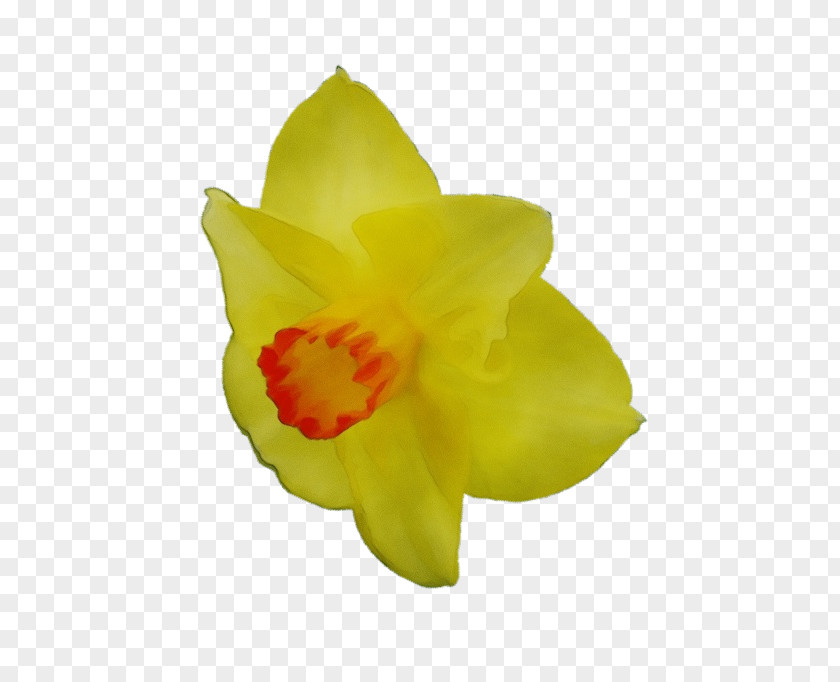 Cattleya Wildflower Yellow Flower Petal Plant Narcissus PNG