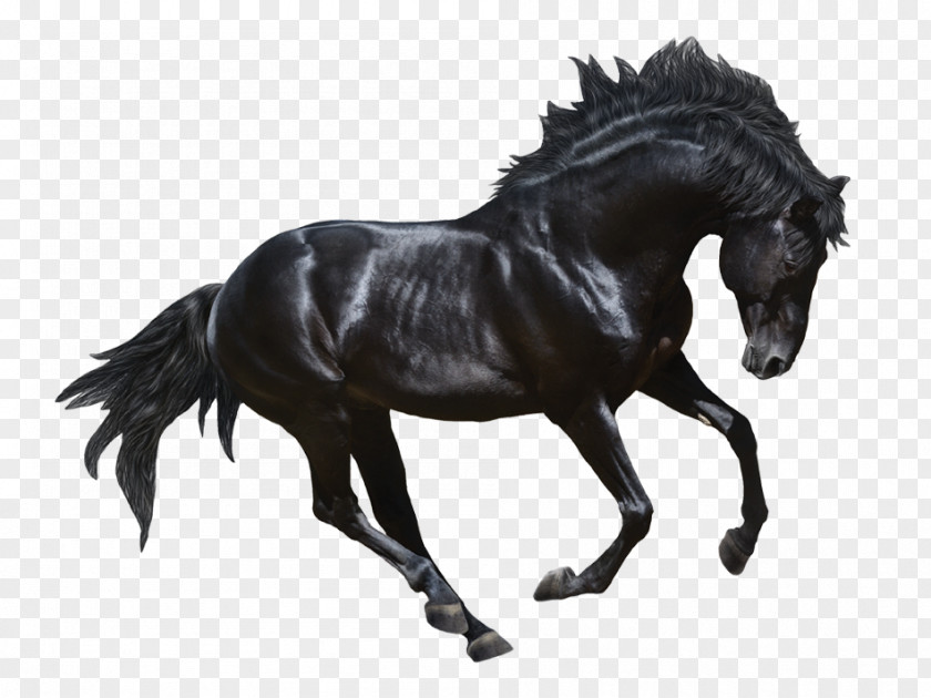 Dark Horse Stallion Andalusian Appaloosa Black Stock Photography PNG