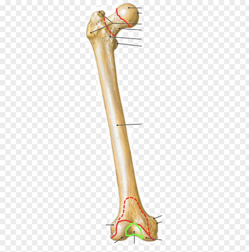 Lateral Epicondyle Of The Femur Medial Anatomy Condyle PNG