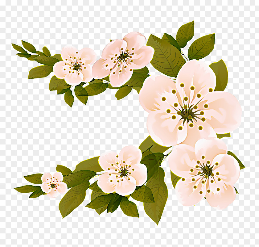 Rose Family Rosa Rubiginosa Flower Petal Plant Blossom Flowering PNG