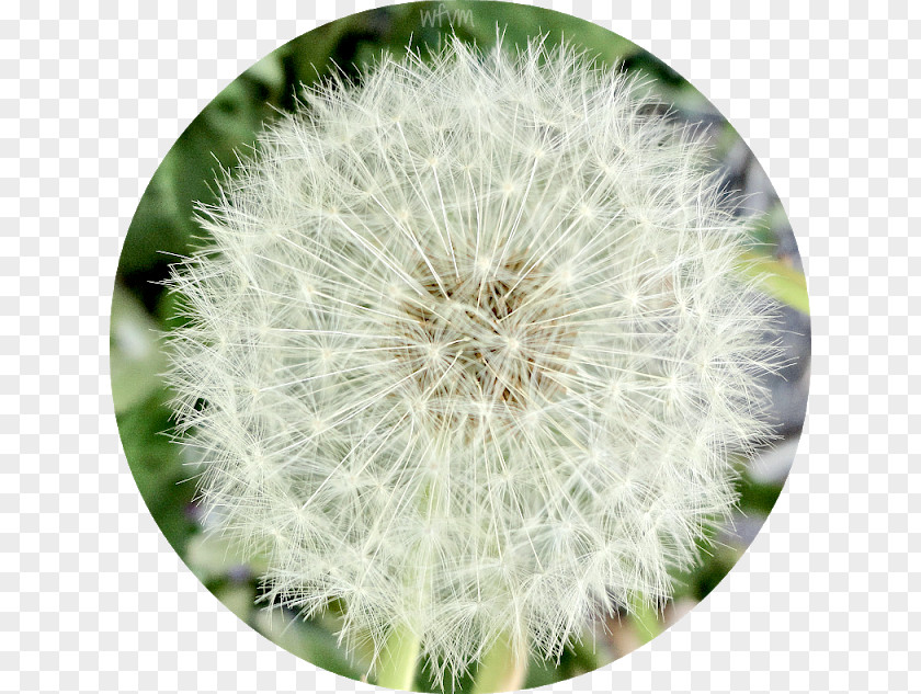 The Atmosphere Was Strewn With Flowers Dandelion Close-up PNG