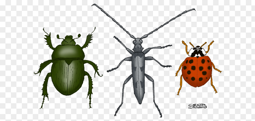 Beetle Weevil Insect Wing Flea Animal PNG