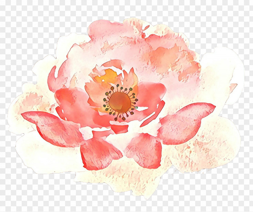 Blossom Anemone Watercolor Pink Flowers PNG