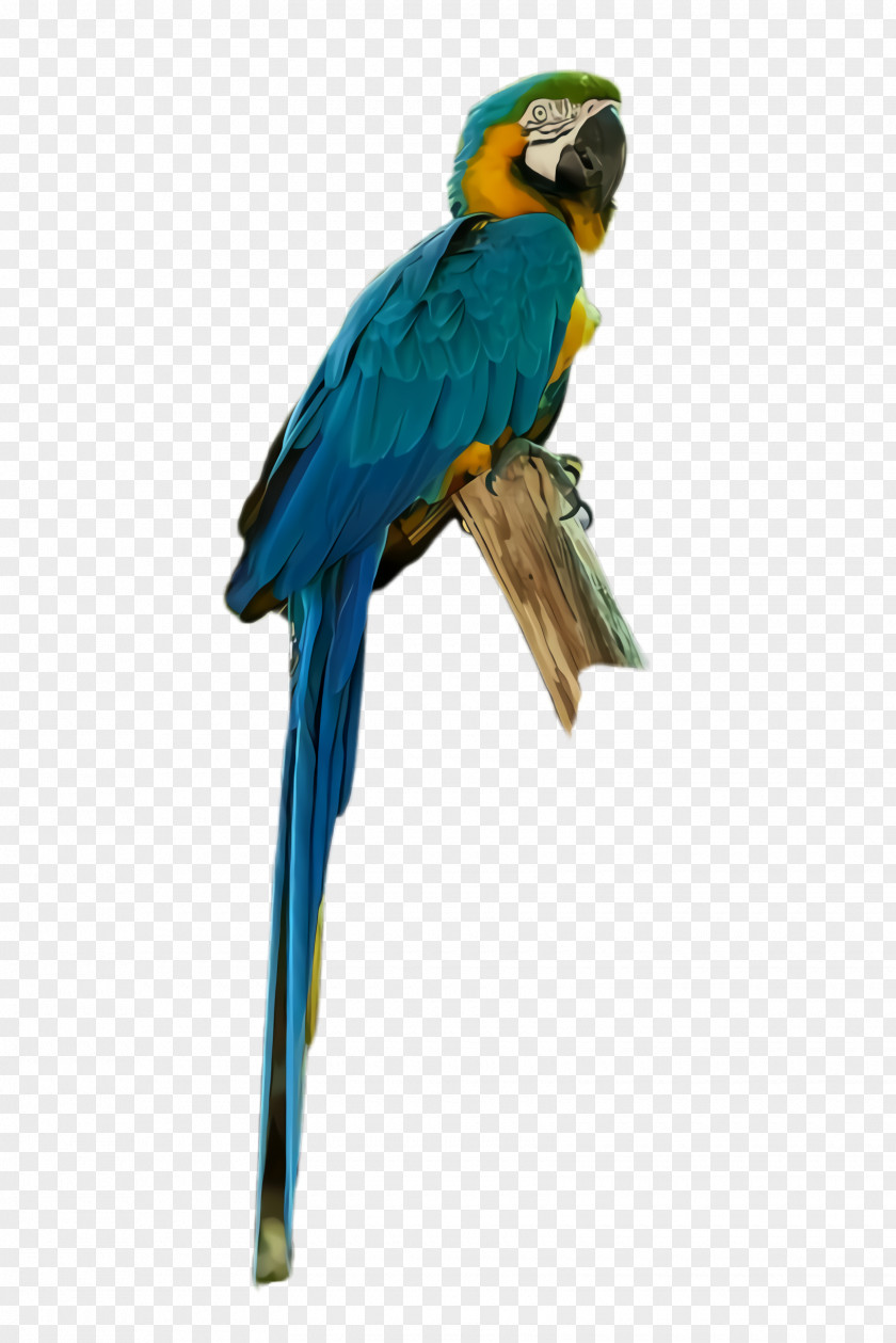 Budgie Cobalt Colorful Background PNG