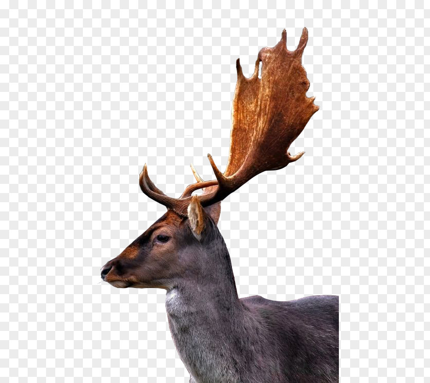 Long Ears Deer Reindeer Horn PNG