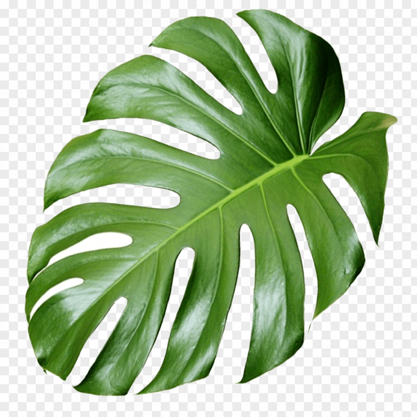 Monstera Plant Aesthetics PNG