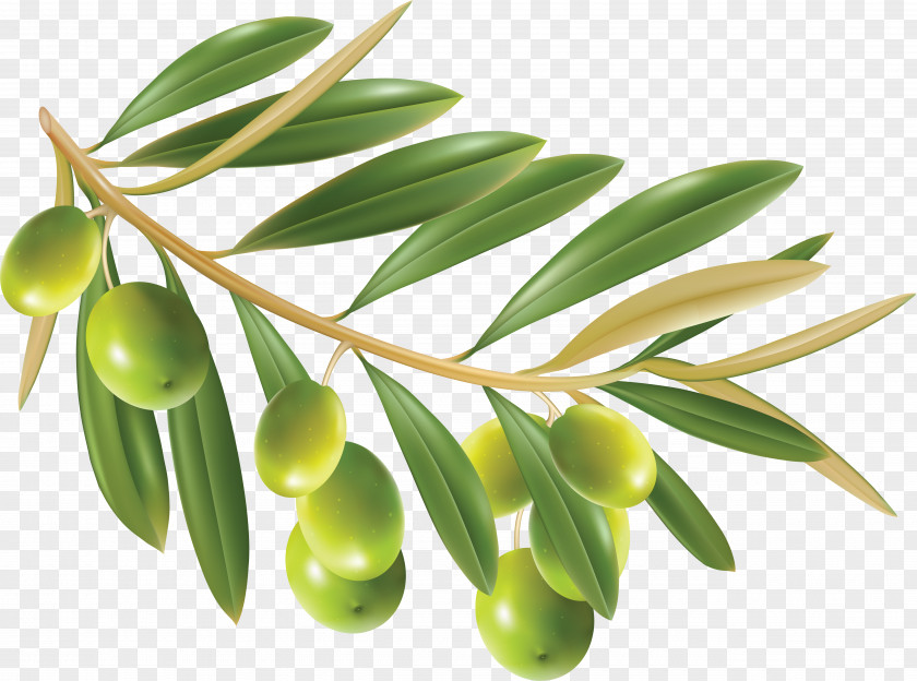 Olive Wreath Oil Leaf Clip Art PNG