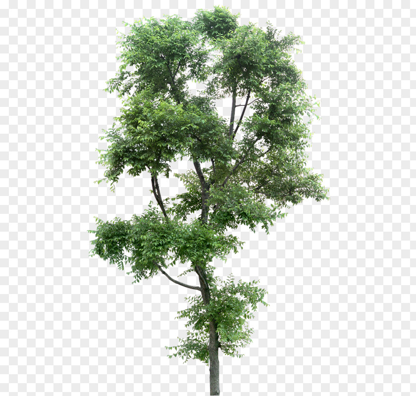 Cielo Populus Alba Tree Plant PNG