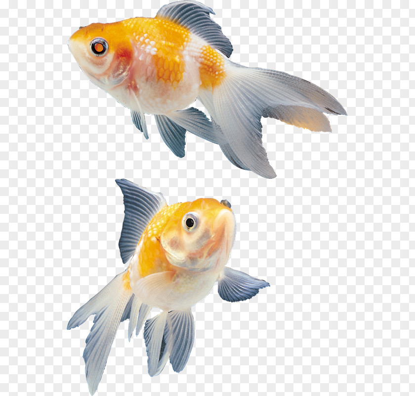 Fish Ornamental Image File Formats Clip Art PNG