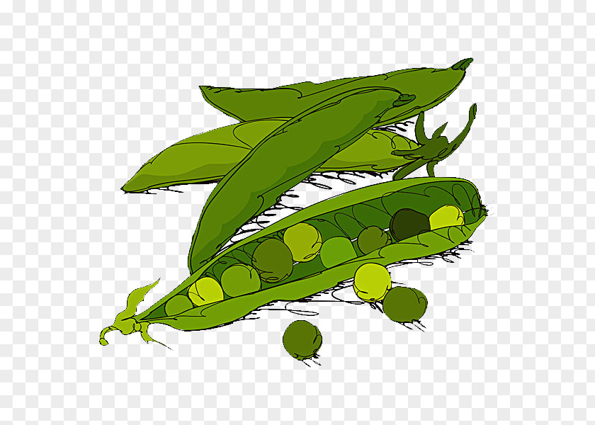 Hand-painted Pea Sweet Vegetable Illustration PNG