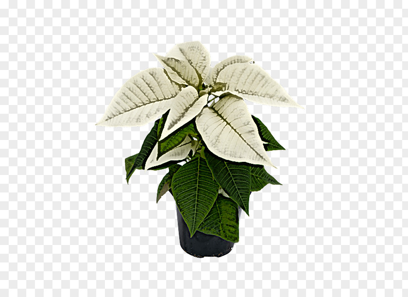 Leaf Flowerpot Houseplant Plant Structure PNG