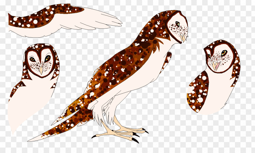 Owl Beak Cartoon Wildlife PNG
