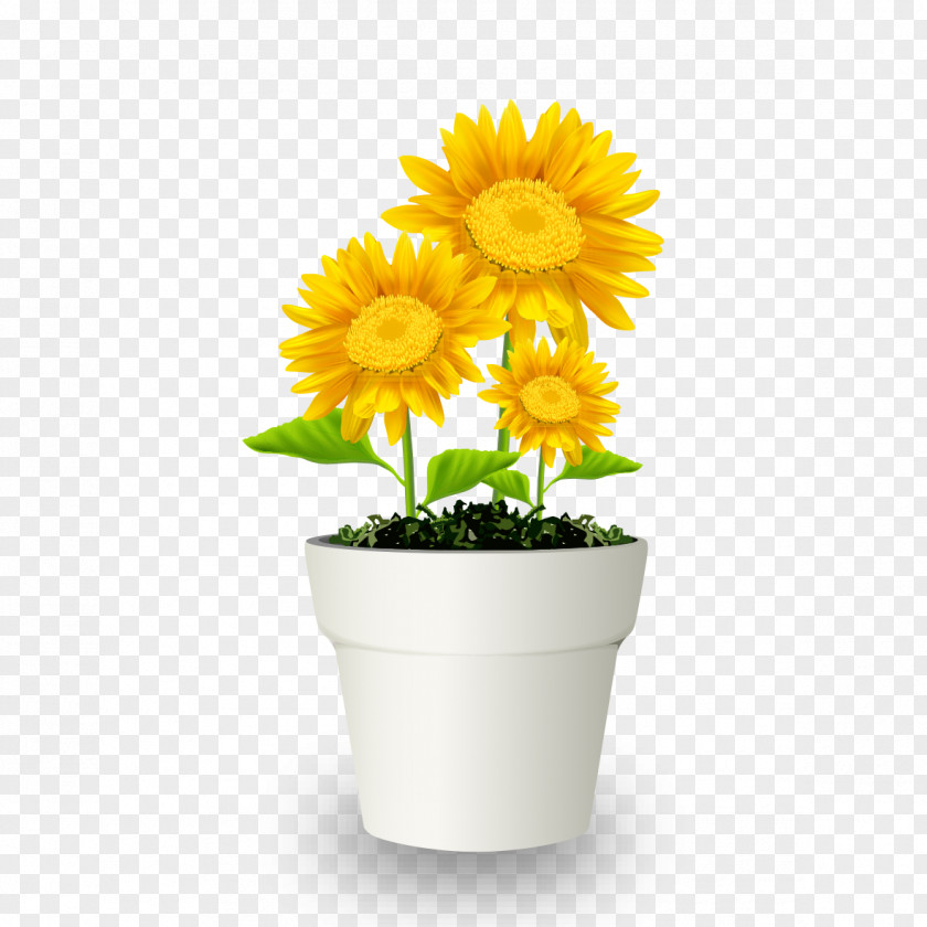 Potted Chrysanthemum Flowerpot Bonsai Transvaal Daisy PNG