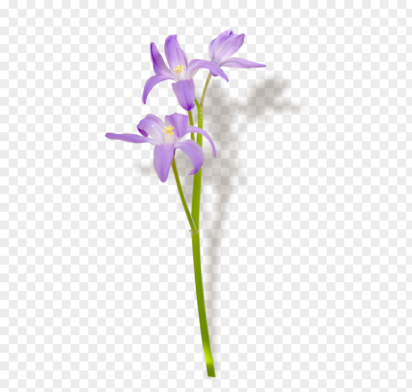 Violet Name Day Cut Flowers Holiday Plant Stem PNG