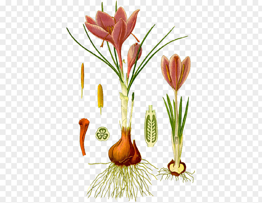 Autumn Crocus Botanical Illustration Botany Saffron Iris Family PNG