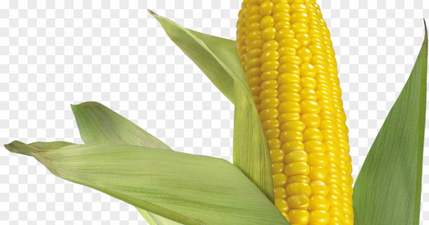 Maize Waxy Corn On The Cob Flint Sweet PNG