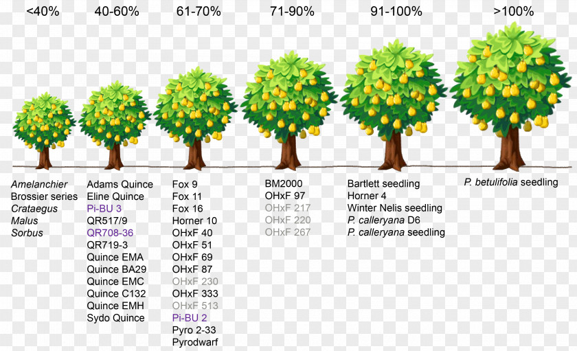 A Row Of Trees Fruit Tree Rootstock Pear Dwarfing PNG