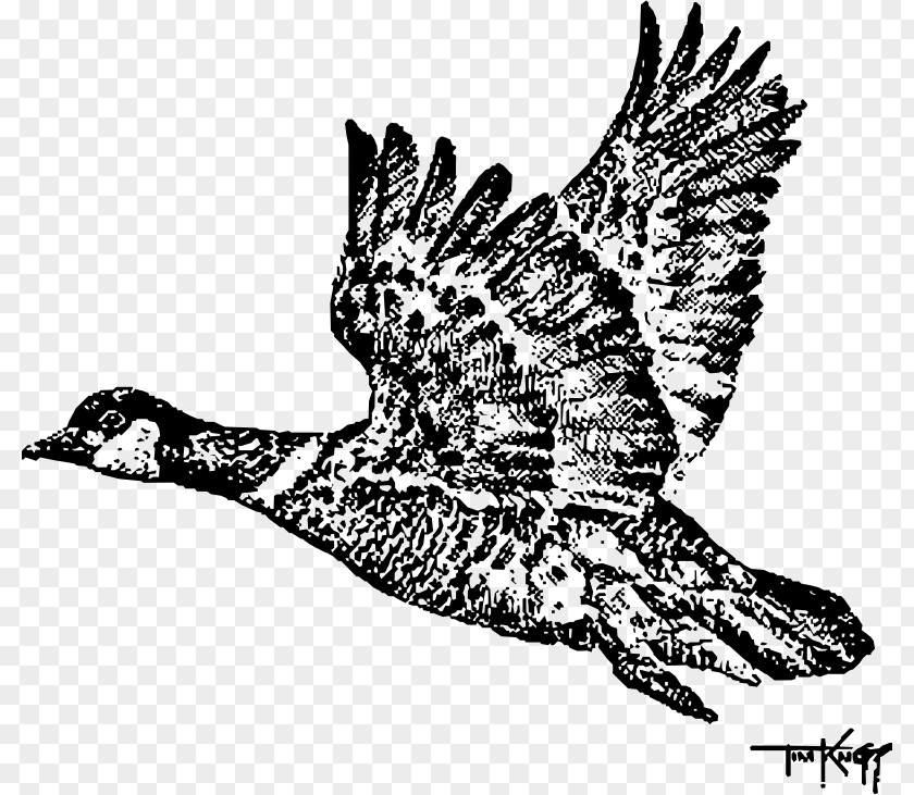 Goose Canada Cygnini Bird Duck PNG