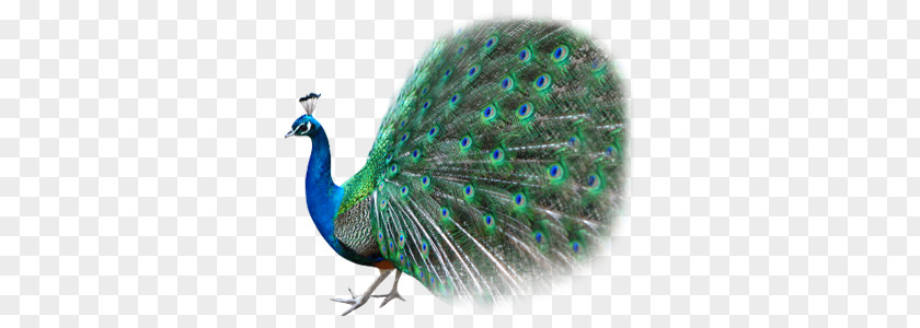 Peacock PNG clipart PNG