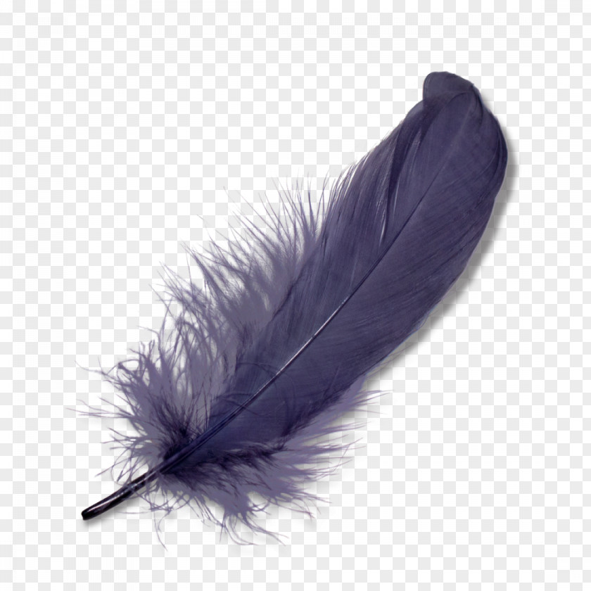 Purple Feathers Falling Feather Clip Art PNG