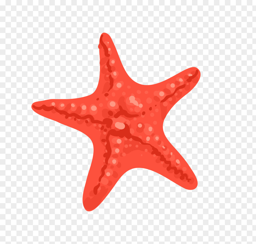 Starfish Euclidean Vector PNG
