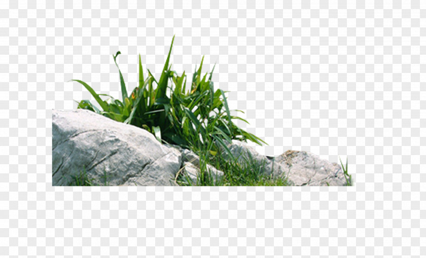 Stone,grass Download Living Stone PNG