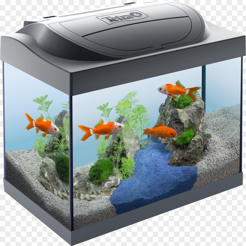 Aquarium Goldfish Tropical Fish Coldwater Tetra PNG