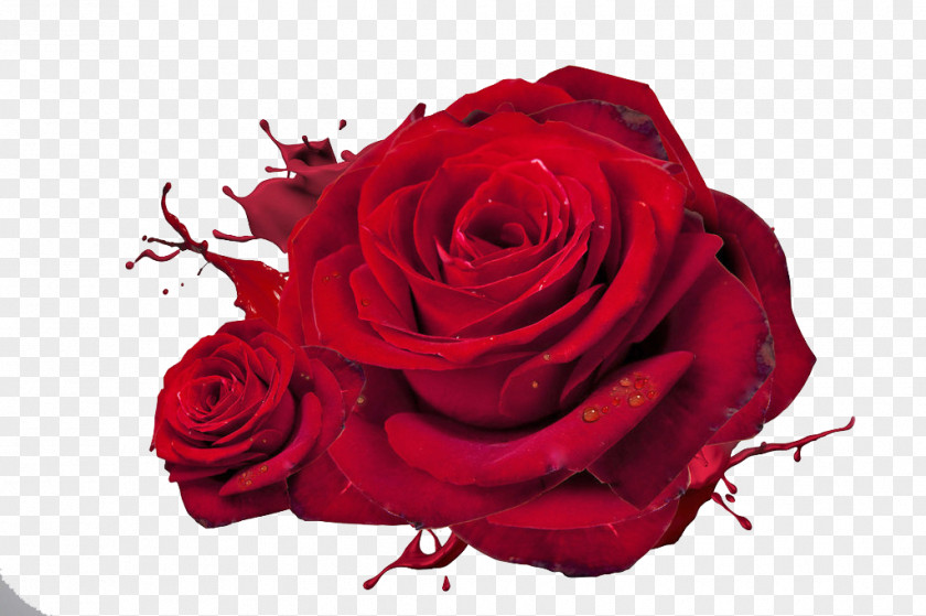 Rose Love Red High-definition Television Wallpaper PNG