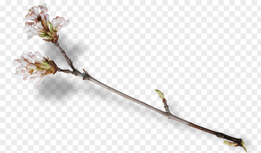 Tree Blossom Fruit Pollination Branch PNG