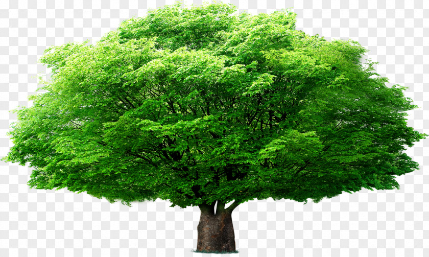 Umbrella Tree Euclidean Vector Leaf PNG