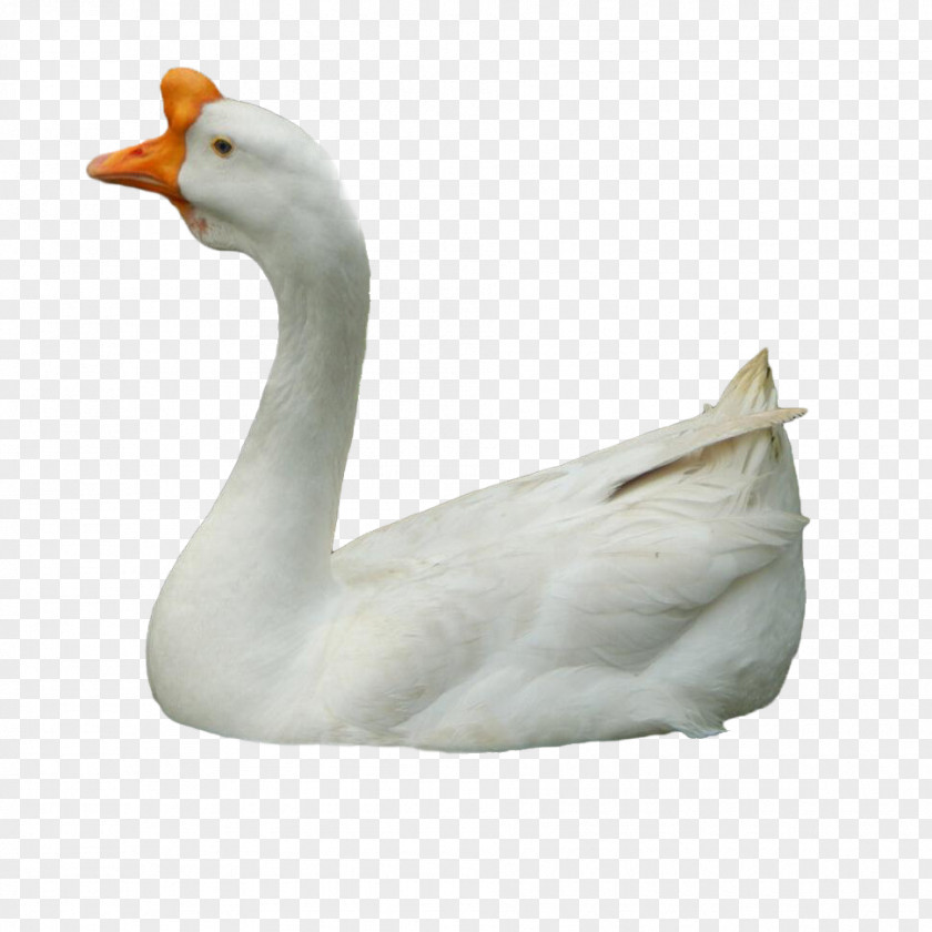 Domestic Goose Duck Cygnini PNG