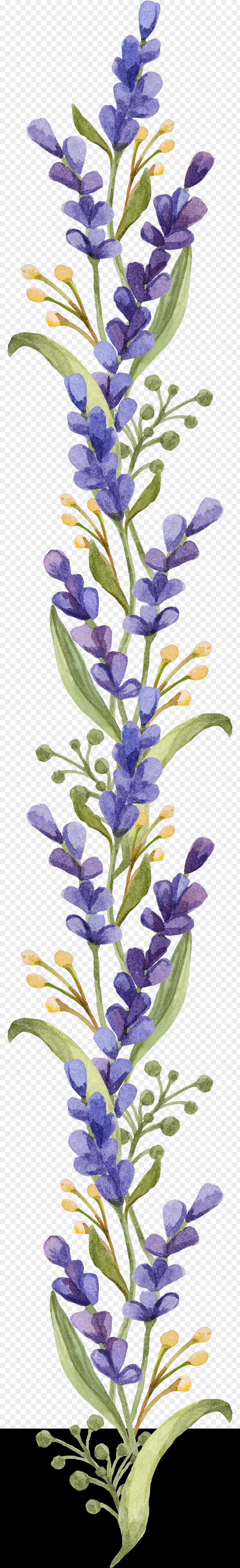 Lavender PNG clipart PNG