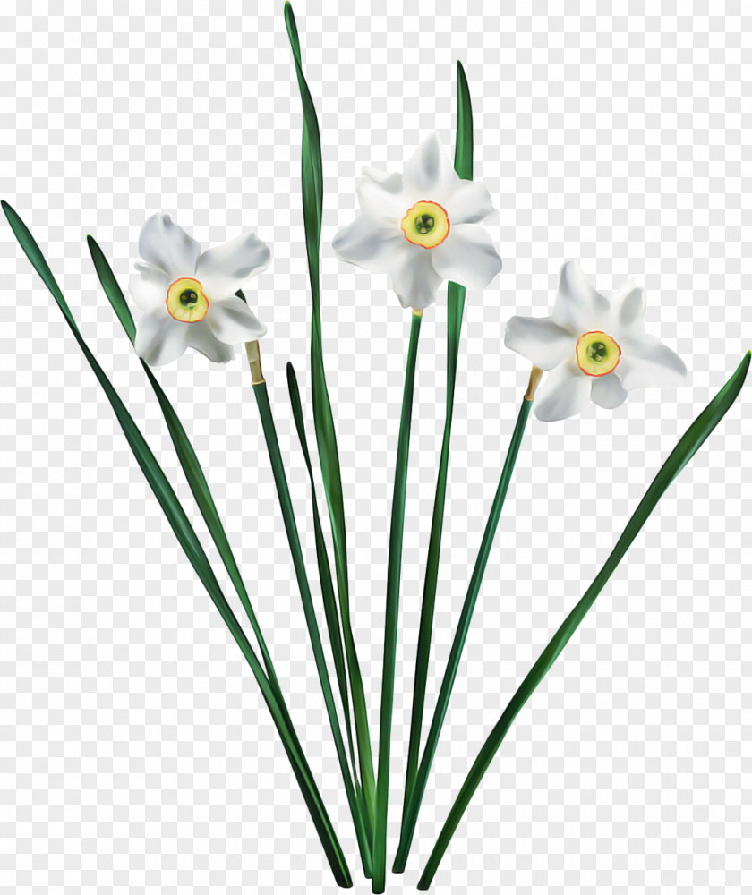 Plant Stem Amaryllis Family Lily Flower Cartoon PNG