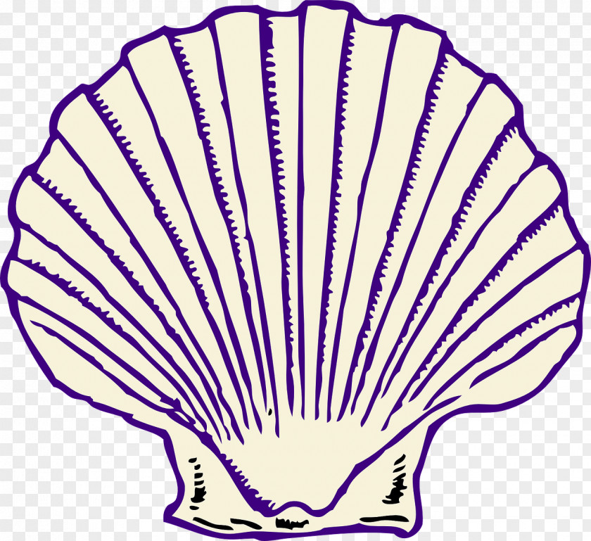 Seashell Clip Art Clam Vector Graphics Oyster PNG
