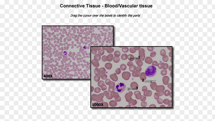 Blood Vascular Tissue Connective Human Anatomy PNG
