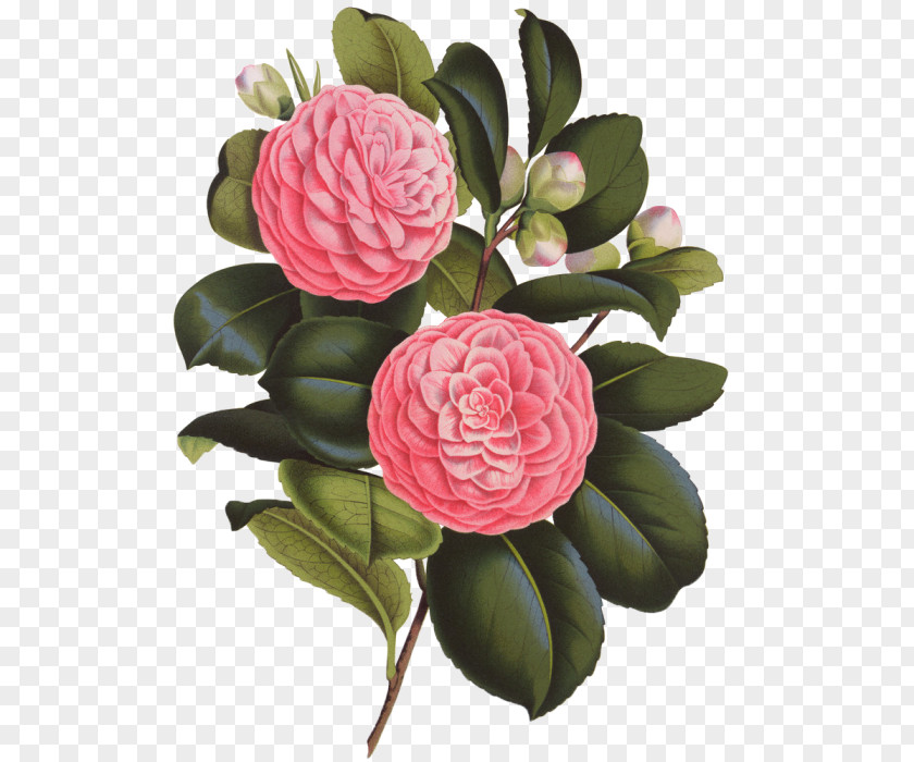 Flower Japanese Camellia Photography PNG