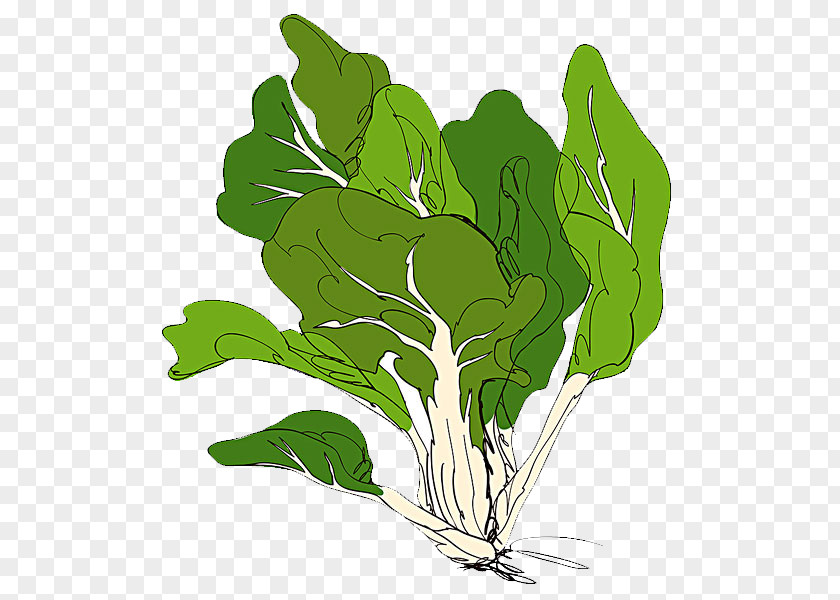 Fresh Cabbage Spring Greens Vegetable Illustration PNG