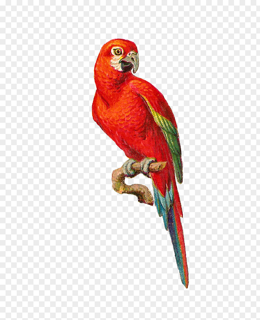 Graphics Love Images Parrot Lovebird Clip Art PNG