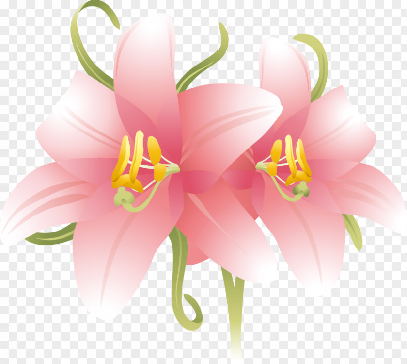 Lily Flower PNG