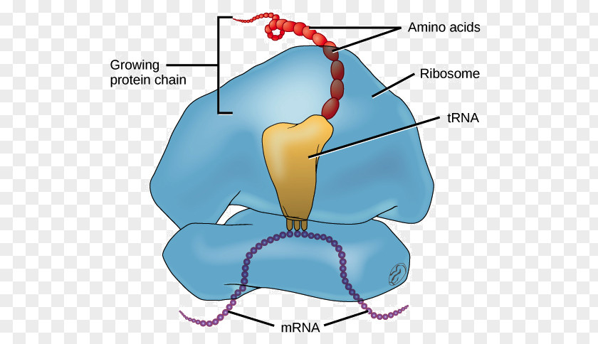 RNA Molecule Translation DNA Messenger PNG