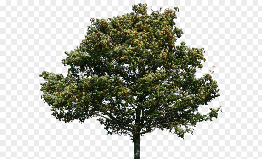 Tree Quercus Suber Image Clip Art PNG