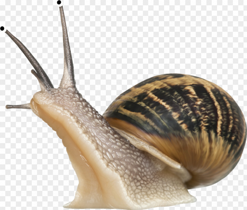 A Snail Cornu Aspersum Burgundy Pet Slime PNG