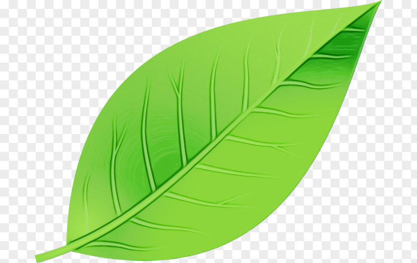 Banana Leaf Plant PNG