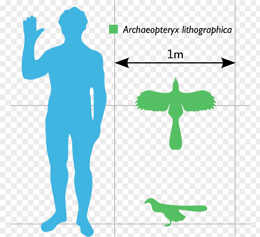 Bird Archaeopteryx Microraptor Anchiornis Caudipteryx PNG