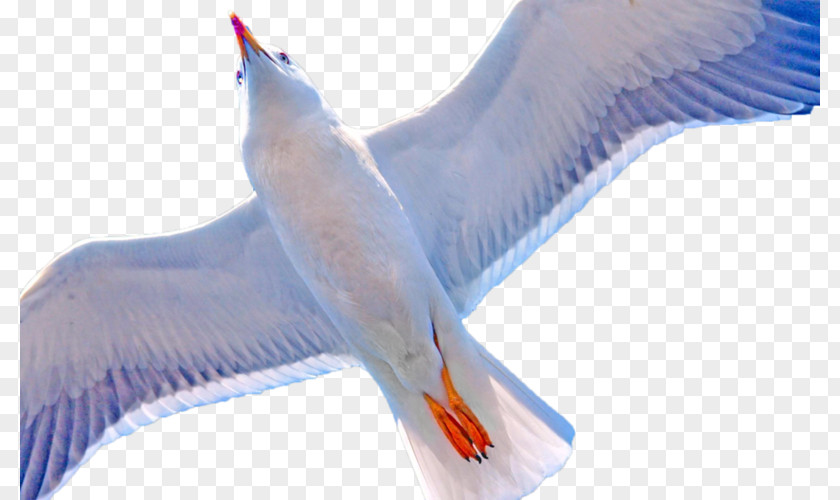 Bird Beak Water Feather Wing PNG
