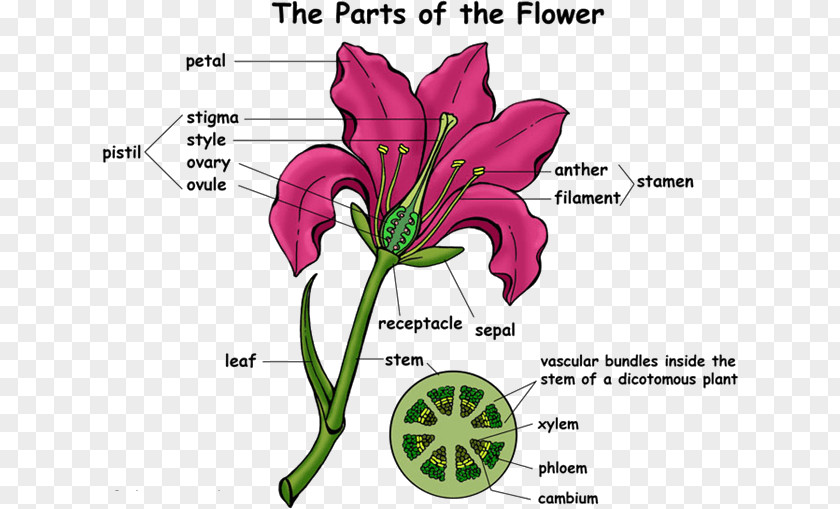 Flower Flowering Plant Super Anatomy Cut Flowers PNG