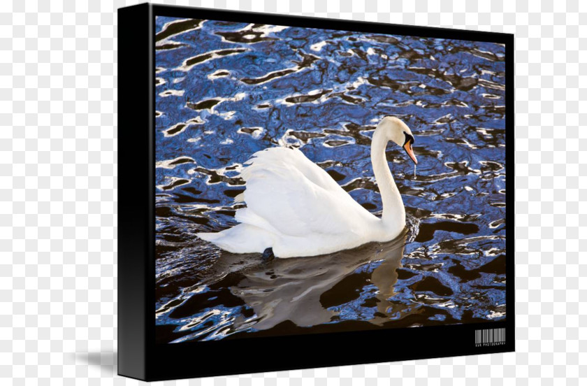 Mute Swan Cygnini Picture Frames Water Feather PNG