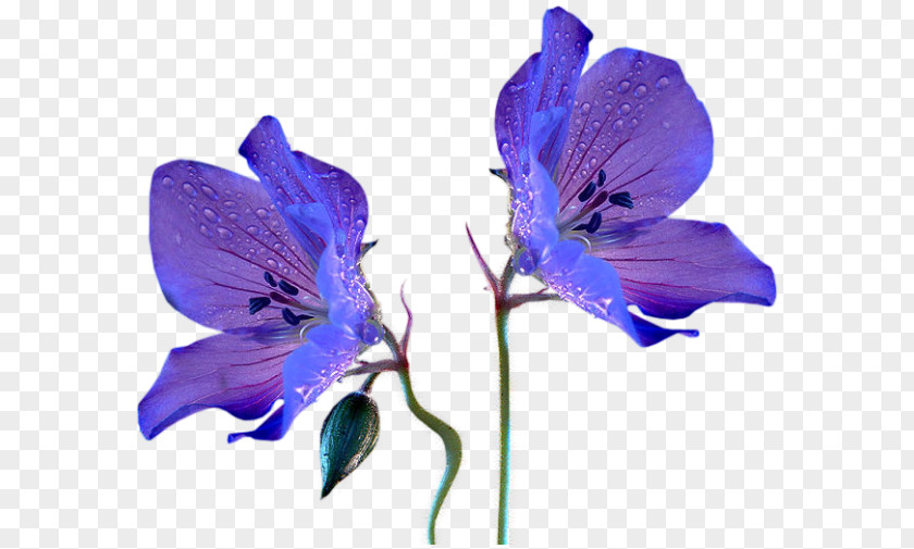 Nouveau Rabbit Blue Flower Plant Stem Violet PNG