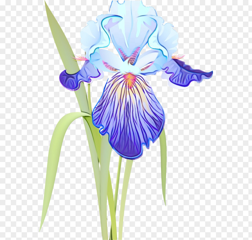 Petal Iris Family Flowering Plant Flower PNG