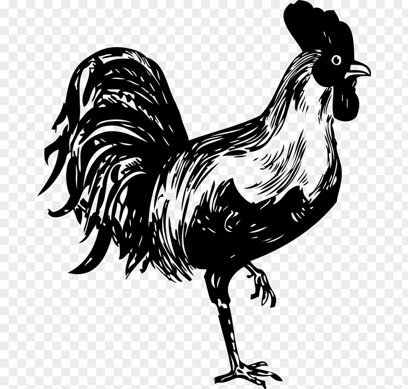 Rooster Stencil Chicken PNG